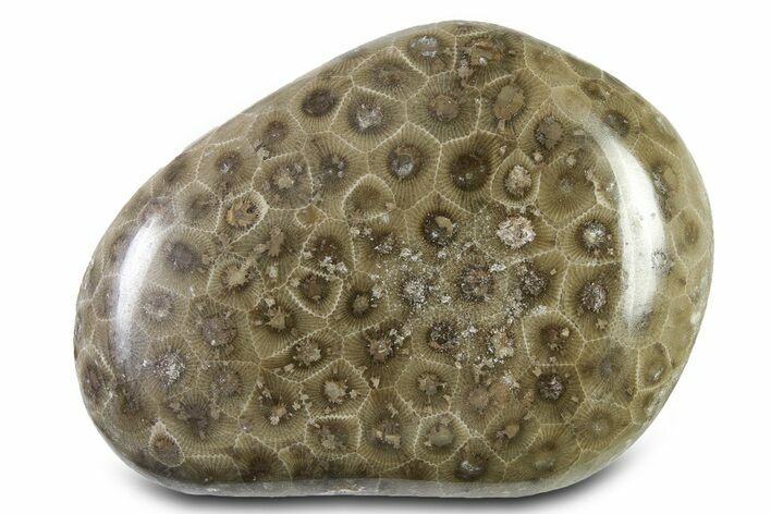 Polished Petoskey Stone (Fossil Coral) - Michigan #322883